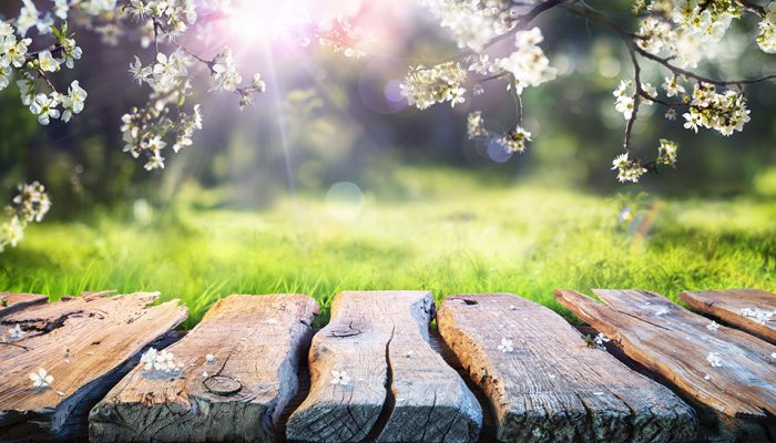 Spring Table With Trees In Blooming And Defocused Sunny Garden I